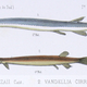 Imagen: Wikimedia Commons